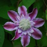 May Purple Clematis-4